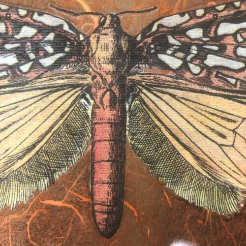Monday Decoupage <br> with Virginia Mead (F26)